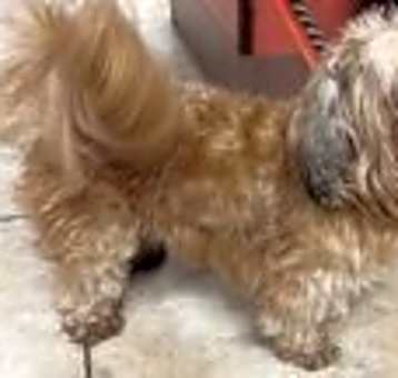 Photo of Teddy