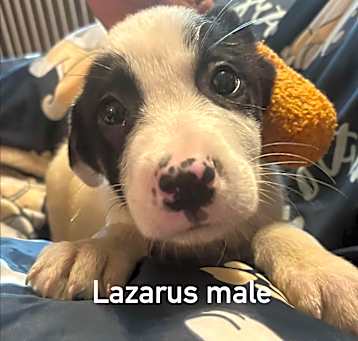 Photo of Lazarous