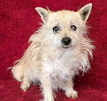 Photo of Vesper