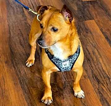 Photo of Rowdy