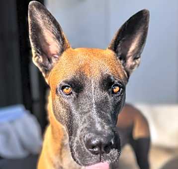 Photo of Renegade