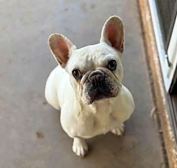 Photo of Prima