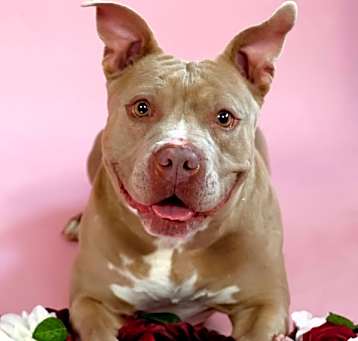 Photo of Rose