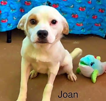 Photo of Joan