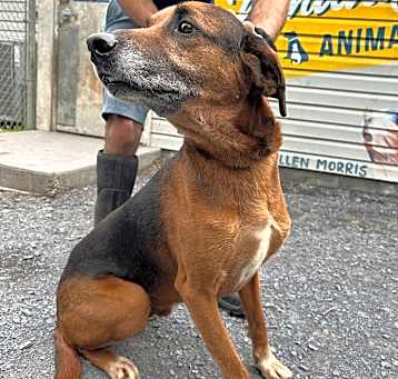 Photo of Cujo