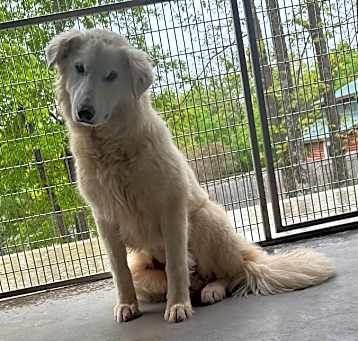 Photo of Ivory