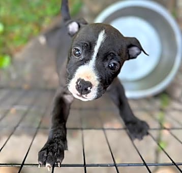 Photo of Lennox
