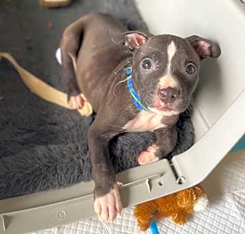 Photo of Wilbur