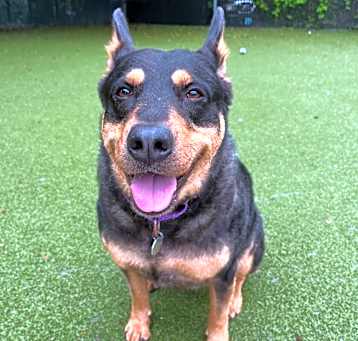 Photo of Dozer