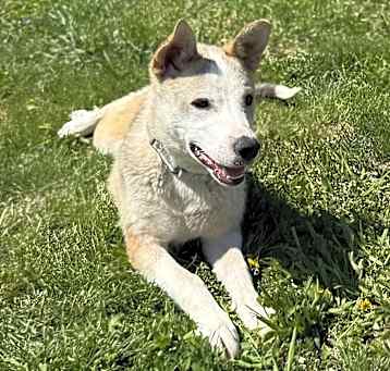 Photo of Benji
