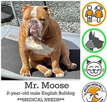 Photo of Mr. Moose