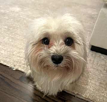 Photo of Snuggles