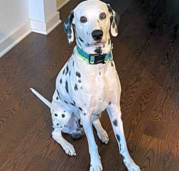 Photo of Shadow