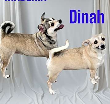 Photo of Maderia &  Dinah