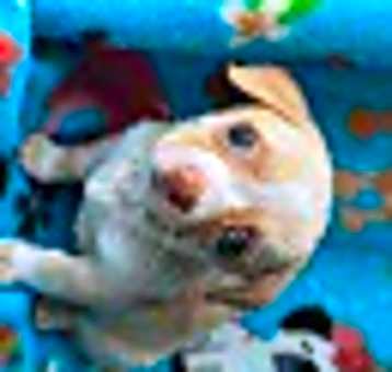 Photo of Precious