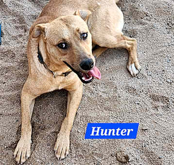 Photo of Hunter