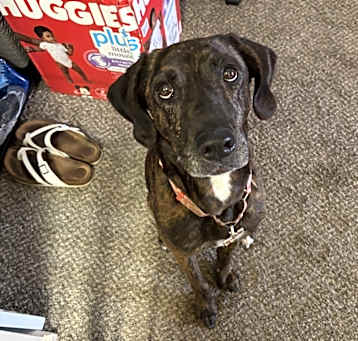 Photo of Harley