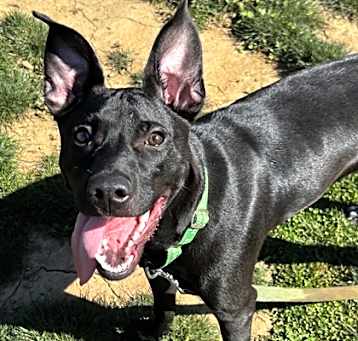 Photo of Scooter