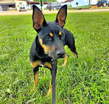 Photo of F25 LG 568 Luray