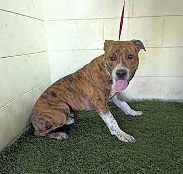 Photo of BROWNIE