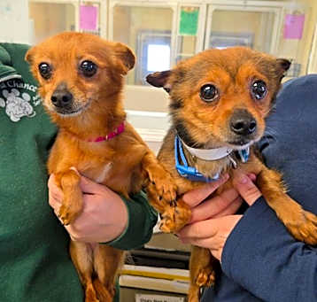 Photo of BONNIE & Clyde - Bonded Pair
