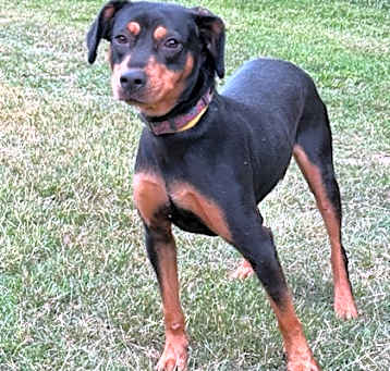 Photo of Brownie