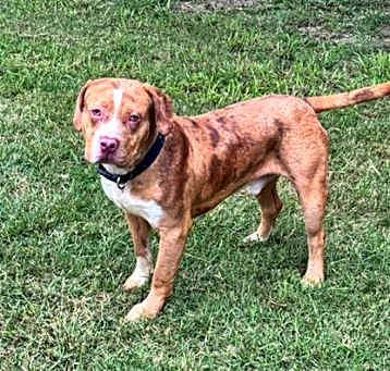 Photo of Brutus