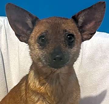 Photo of Fruit Bat