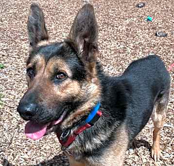 Photo of Basil