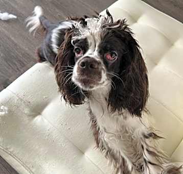 Photo of Rocki