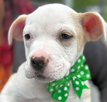 Photo of NY Aiden (Foster Carmel)