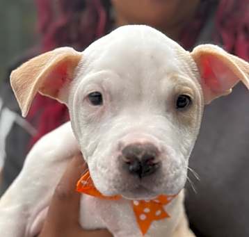 Photo of NY Ares (Foster Carmel)