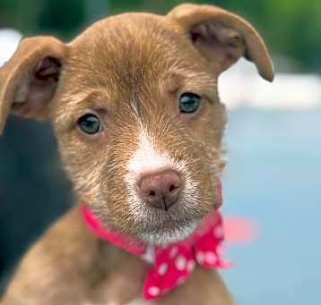 Photo of NY Avery (Foster Carmel)