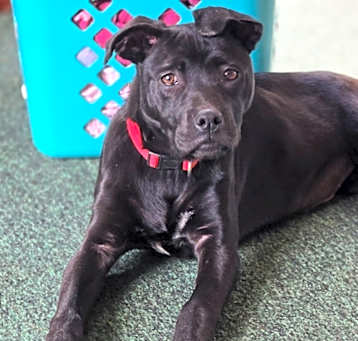 Photo of Moe (sha) $475