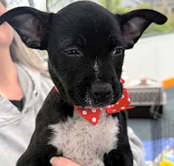 Photo of NY Mario (Foster Carmel)