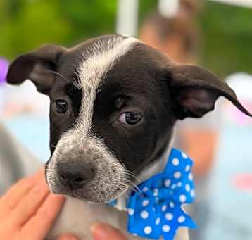 Photo of NY Max (Foster Carmel)