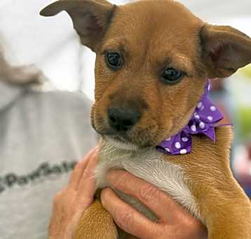 Photo of NY Mazy (Foster Carmel)