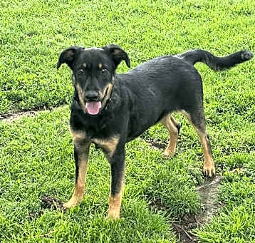 Photo of Boone
