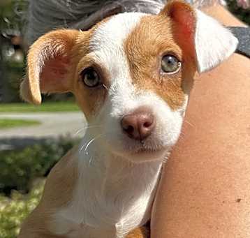 Photo of NYTipper May 10