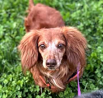 Photo of Caspian