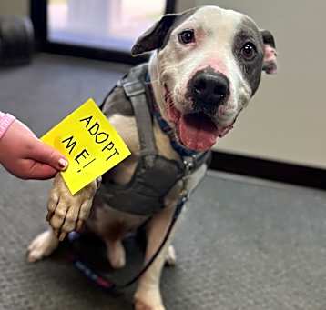 Photo of Duke- Regal resident, adoption fees waived!
