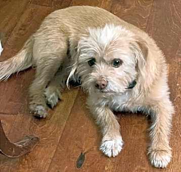 Photo of Pepino