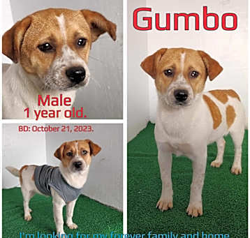Photo of Gumbo