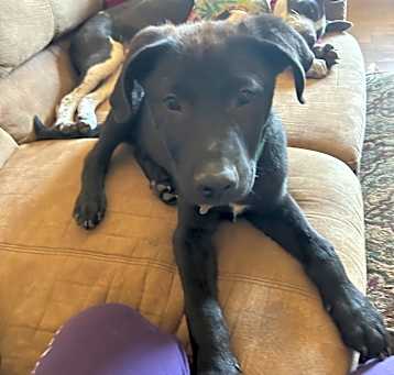 Photo of Jelly Bean