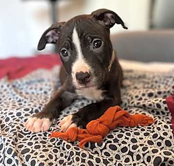 Photo of Orville