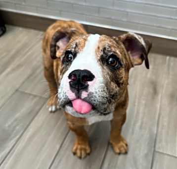 Photo of Nala