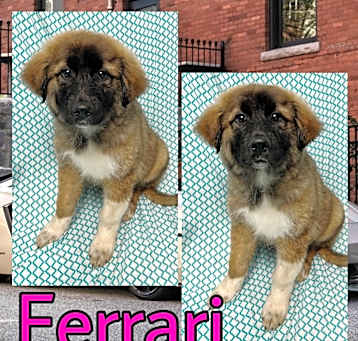 Photo of Ferrari