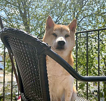 Photo of Flash