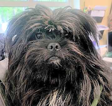 Photo of Wookie