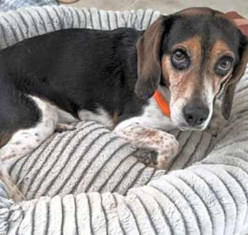 Photo of Luna Beagle